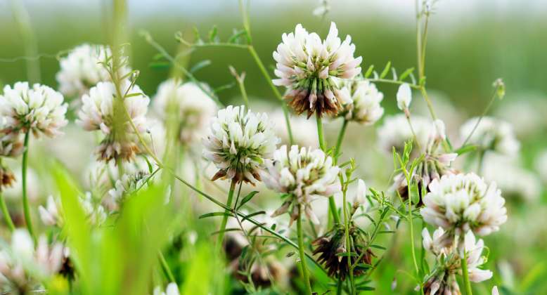 white flowers field